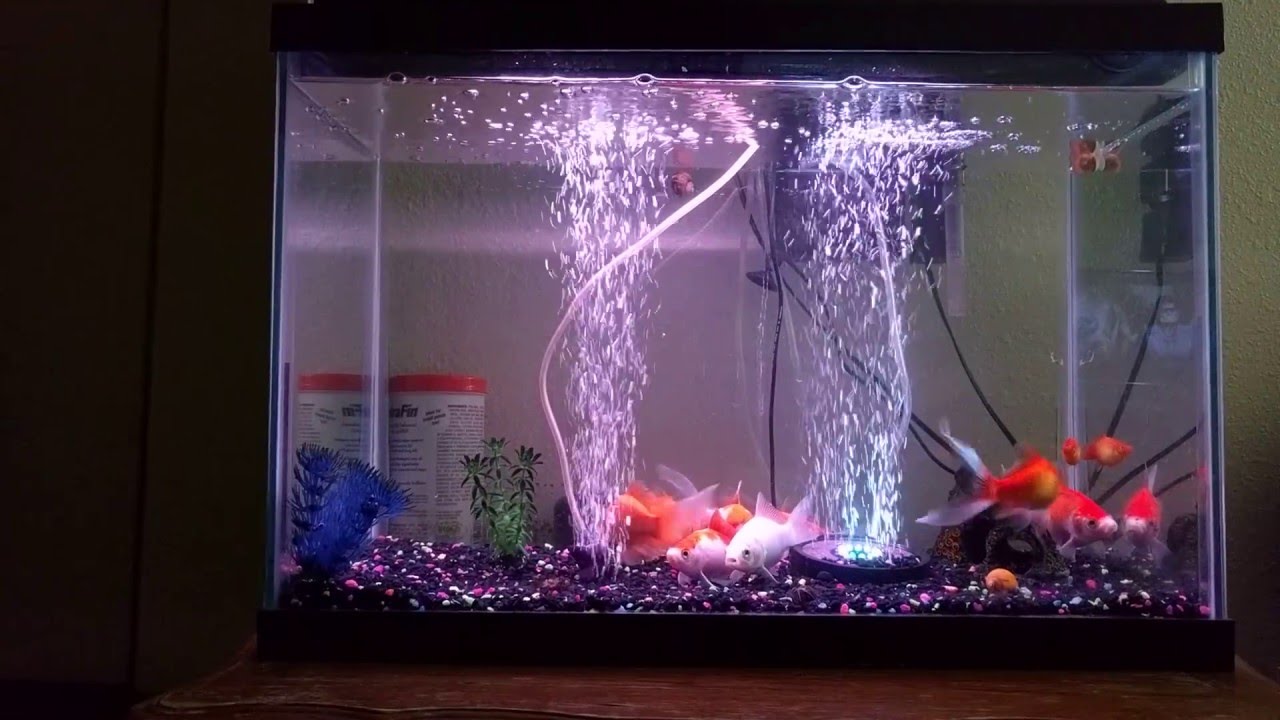 Do Fish Like Bubbles Signs Of Too Much Oxygen In A Fish Tank Xo My Pets