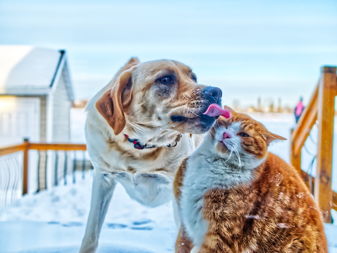 6 Reasons Why Dogs are Better than Cats