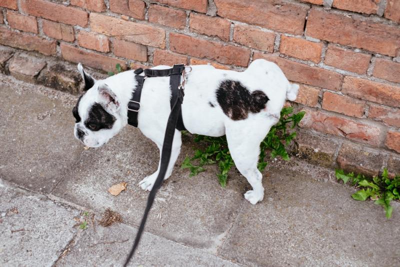 How to Stop Dog from Peeing Inside 9 Rules You’re Not Following