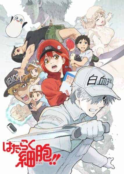Hataraku Saibou Season 2 13 110914L
