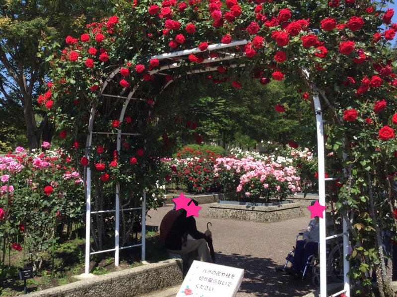 金沢市おすすめ薔薇園 冨樫バラ園1種1800本のバラが圧巻 5月末頃は特おすすめ 横ちゃんがゆく 金沢市おすすめ薔薇園 冨樫バラ園1種1800本のバラが圧巻 5月末頃は特おすすめ 横ちゃんがゆく