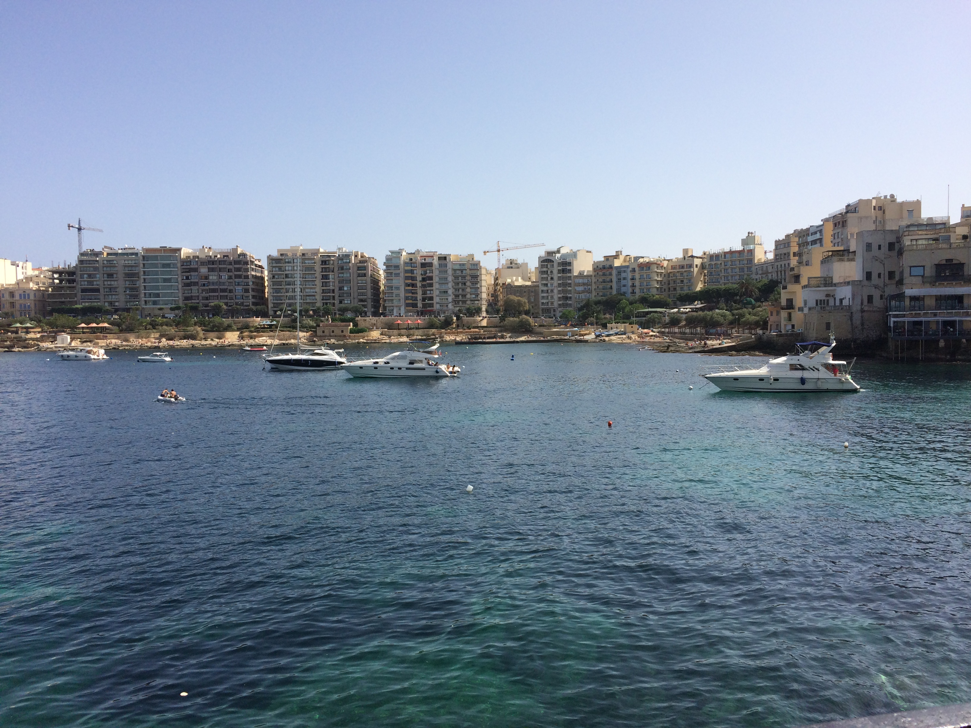 日向植物と日陰植物 - Rhapis