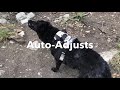 Duo ‘Adapt’ Dog Harness by the creek