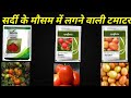 top 3 variety of tomato growing in winter season || ठंडी के मौसम में लगने वाली टमाटर || @tomato