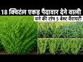 चने की सबसे अच्छी किस्में | Chane ki Top 5 best variety | chane ki variety chickpea variety 2025/26