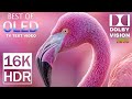 Best 16K HDR 240fps for OLED TV - Stunning Dolby Vision (Color That Breathes)