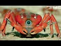 Robotic Spy Crab Plays Own Version Of Frogger On Christmas Island!