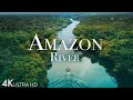 Amazon River 4k - Dolphins In One Of The World’s Largest Rivers || Relaxation
