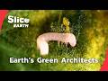 The Untold Science of How Plants Conquer the World | SLICE EARTH | FULL DOC