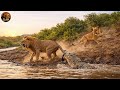 Masai Mara – The Bloody Battle for the Throne | Wildlife Documentary