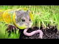 Testing a Hamster's Survival skills