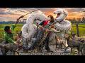 72 Hours of Terror: A Giant Python and Crocodile Lurk in the Background