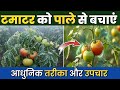 टमाटर की फसल को ठंड व पाले से कैसे बचाएं | Tamatar ko Pale se Bachane ke Upay | Tomato Farming 