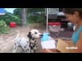 BarkBox Ad - #6