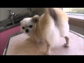 チワワのペコちゃん