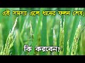 ধানের জমিতে ঘাস ফড়িং ও গন্ধীপোকার আক্রমণ থামাবেন কিভাবে? #ধান #paddy #আমন #চাষ #আমনধান
