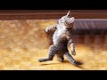 Try Not To Laugh : 1 Hour of Funniest Cat Videos #1 | Best Funny Animal Videos 2022