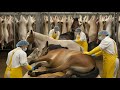 Inside the Horse Leather Factory – How Million-Dollar Products Are Made from Horse Skin (Revealed!)