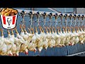 How KFC Chicken is Processed in a Factory | Crispy Fried Chicken Factory Process