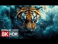 Stunning Visual Precision – 8K HDR 60fps Dolby Vision Experience