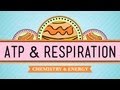 ATP \u0026 Respiration: Crash Course Biology #7