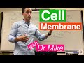 Cell Membrane | Phospholipid Bilayer