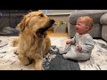 Golden Retriever Pup Makes Baby Cry But Says Sorry! (Cutest Ever!!)