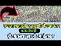तन नाशक मुळे कांदा रोप आडवे पडणे उपाय / kanda rope tannashak favarni niyogen /  रोप आडवे पडणे उपाय