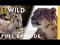 Beast Mode Battles (Full Episode) | Animal Fight Night Compilation | Nat Geo Animals