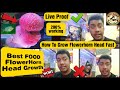 Best Food Flowerhorn Head Growth | How To Grow Baby Flowerhorn Head Faster | FlowerHorn Monster kok