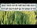 श्रीकर आमनी धान की नर्सरी किस महीने डाले थे || Srikar seeds Aamani dhaan ki nursery  Ropayi narsari