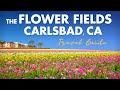 Carlsbad Ranch Flower Fields 2025: Stunning Full Bloom Tour!