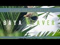 || BAYA WEAVER || SHORT DOCUMENTARY FILM || SHOT ON @canonindiapvtltd ||