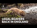 Rewilding: beavers legally return to the wild in England