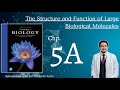 Campbell Biology 12th Ed  Chp 5 Part A Intro to large molecules and Carbo.