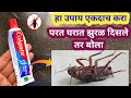 झुरळ घालवण्यासाठी घरगुती उपाय / cockroach bhagane ka aasan tarika / jhurul ghalvnyasti upay / puneri