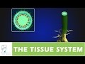 THE TISSUE SYSTEM