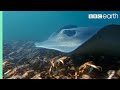 Stingray Ambushes Army Of Crabs | Blue Planet II | BBC Earth