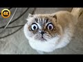 BEST Cat Videos August 2025 🤣 | 1 Hour