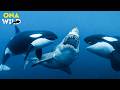 THE WHALE KINGDOM: Secrets of Antarctica’s Most Powerful Giants | Nature Animal Documentary