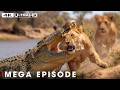 Win or Die (MEGA EPISODE) | Savage Kingdom | Nature Animal Documentary