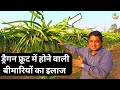 ड्रैगन फ्रूट में होने वाली बीमारियों का इलाज| Treatment of disease in Dragon Fruit Farming india