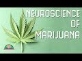 How does marijuana affect your brain?