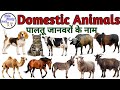 Domestic Animals Name in Hindi \u0026 English | Names of pets | Pet animals name | Animals name