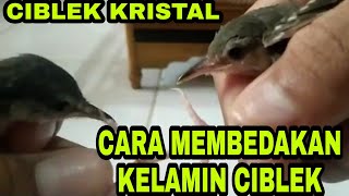 Ciri Prenjak Jali Jantan Muda Mp4 Hd Video Wapwon