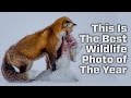 The Results For The Wildlife Photo Of The Year Competition Are In