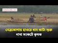 নেত্রকোণায় রোদের ঝলক, হাওরে ধান কাটা শুরু | bdnews24