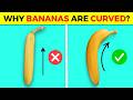 Why Bananas Are Curved?