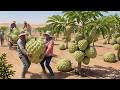 The World's Largest Pine Cone Farm — From Planting to Harvest!