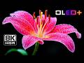 OLED DEMO – Ultra Vivid Flower Colors in 8K HDR | Dolby Vision™